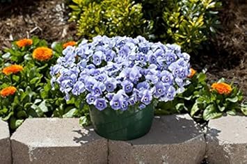 Violet Pansy Flower seeds for Planting - Fragrant Blossoms, Heirloom & GMO Free Seeds for Home Garden
Sale for planting in home garden