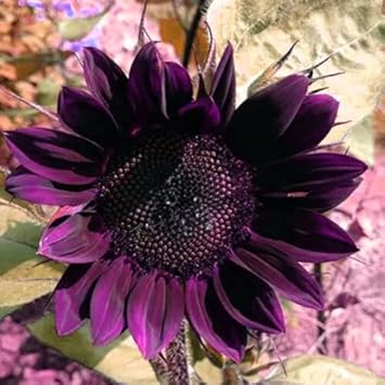 Deep Purple Sunflower Flower seeds for Planting - Cottage Garden Essential, Heirloom & GMO Free Seeds for Home Garden
Sale seeds for planting in home garden