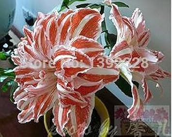 White Orange Amaryllis Flower seeds for Planting - Bright Blooms, Heirloom & GMO Free Seeds for Home Garden
Sale for planting in home garden.