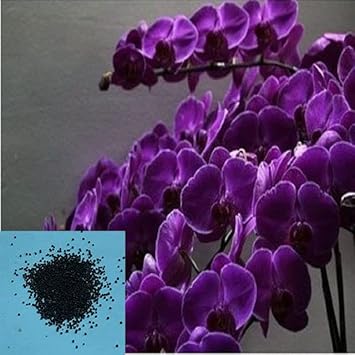Graines de fleur d'orchidée papillon pour plantation - Fleur coupée préférée, graines patrimoniales et sans OGM pour jardin domestique