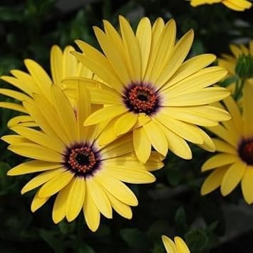 Yellow Dimorphotheca Flower seeds for Planting - Cut Flower Favorite, Heirloom & GMO Free Seeds for Home Garden
Sale seeds for planting in home garden