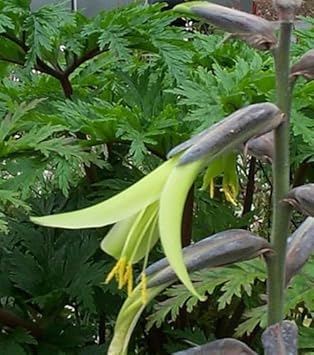 Yellow Puya Mirabilis Flower seeds for Planting - Fragrant Blossoms, Heirloom & GMO Free Seeds for Home Garden
Sale for planting in home garden