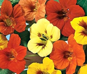 Mix Tropaeolum Majus Flower seeds for Planting - Vibrant Colors, Heirloom & GMO Free Seeds for Home Garden
Sale for planting in home garden