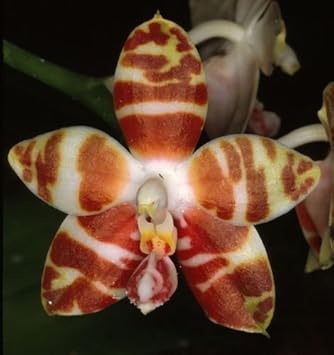 White Brown Phalaenopsis Orchid Seeds Flower seeds for Planting - Garden Favorite, Heirloom & GMO Free Seeds for Home Garden
Sale for planting in home garden