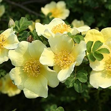Yellow Xanthina Flower seeds for Planting - Shade Tolerant, Heirloom & GMO Free Seeds for Home Garden
Sale seeds for planting in home garden
