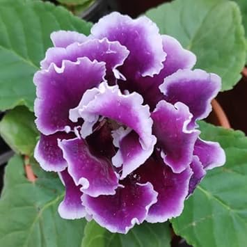 Violet White Gloxinia Flower seeds for Planting - Cottage Garden Essential, Heirloom & GMO Free Seeds for Home Garden
Sale for planting in home garden.