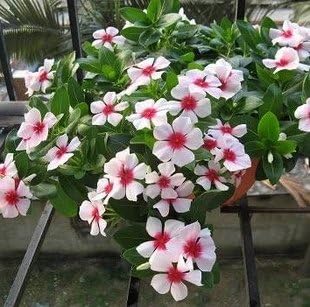 White Pink Periwinkle Flower seeds for Planting - Compact Growth, Heirloom & GMO Free Seeds for Home Garden
Sale for planting in home garden