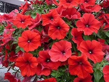 Red Petunia Flower seeds for Planting - Long Bloom Season, Heirloom & GMO Free Seeds for Home Garden
Sale for planting in home garden.