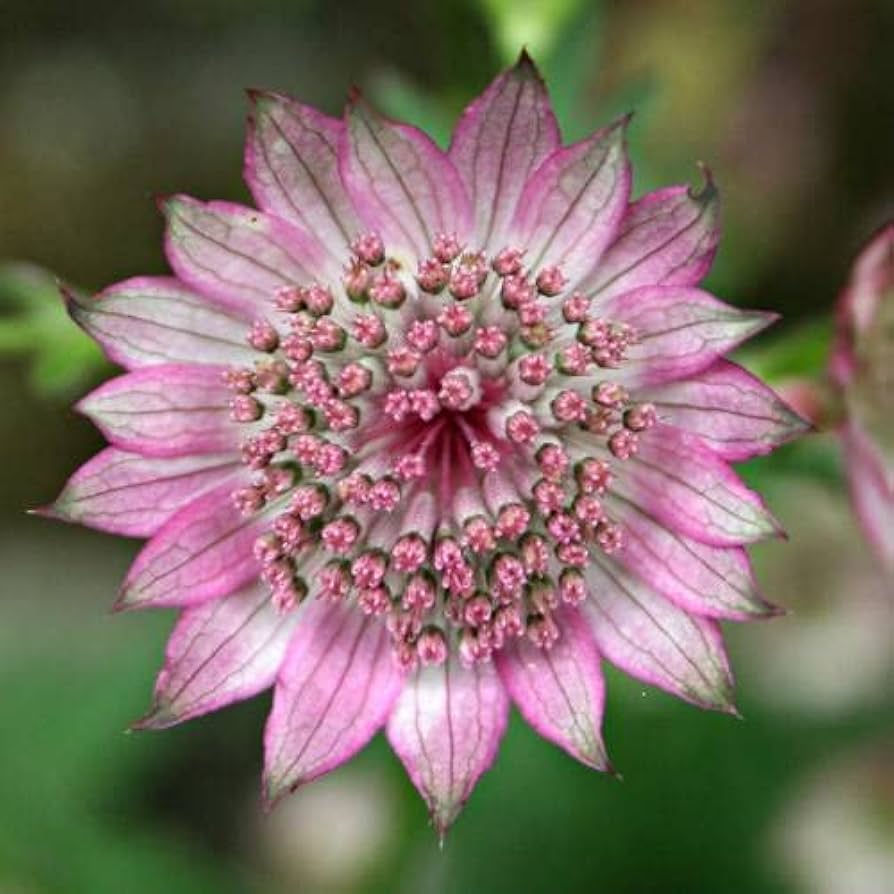 White Pink Astrantia Flower seeds for Planting - Cut Flower Favorite, Heirloom & GMO Free Seeds for Home Garden