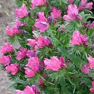 Pink Rose Bedder Flower seeds for Planting - Garden Favorite, Heirloom & GMO Free Seeds for Home Garden
Sale for planting in home garden.