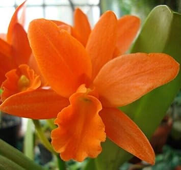 Orange Cattleya Flower seeds for Planting - Perfect for Borders, Heirloom & GMO Free Seeds for Home Garden
Sale for planting in home garden
