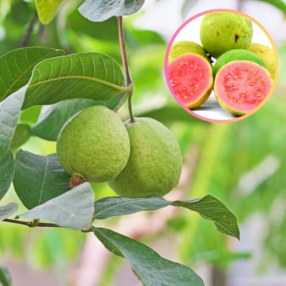 Red Psidium Guajava Guava Fruit Seeds