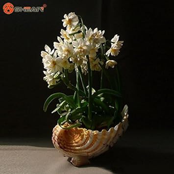 Cream Narcissus Flower seeds for Planting - Sun Loving, Heirloom & GMO Free Seeds for Home Garden
Sale for planting in home garden.