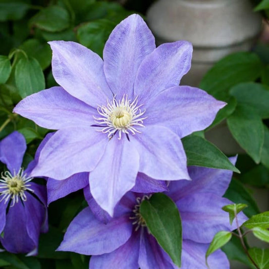 Blue Clematis Flower Seeds for Planting – Heirloom, Non-GMO, Easy to Grow, Climbing Vine