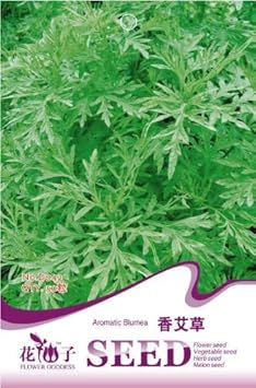 Green Balsamifera Flower seeds for Planting - Shade Tolerant, Heirloom & GMO Free Seeds for Home Garden
Sale for planting in home garden.