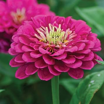 Pink Calendula Flower seeds for Planting - Colorful Display, Heirloom & GMO Free Seeds for Home Garden
Sale for planting in home garden.