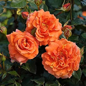 Full Orange Climbing Rose Flower seeds for Planting - Easy to Grow, Heirloom & GMO Free Seeds for Home Garden
Sale seeds for planting in home garden