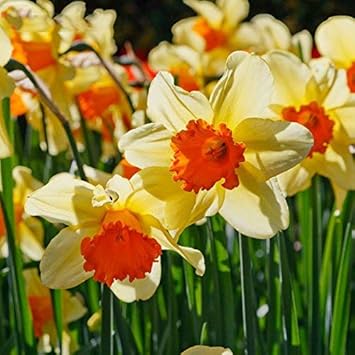 Cream Orange Daffodil Flower seeds for Planting - Shade Tolerant, Heirloom & GMO Free Seeds for Home Garden
Sale for planting in home garden.