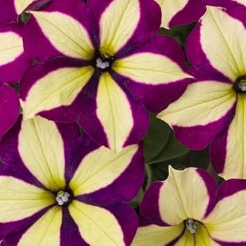 Yellow Violet Petunia Flower seeds for Planting - Seasonal Bloomer, Heirloom & GMO Free Seeds for Home Garden
Sale for planting in home garden