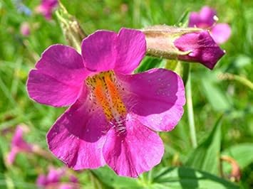 Purple Mimulus Lewisii Flower seeds for Planting - Easy to Grow, Heirloom & GMO Free Seeds for Home Garden
Sale for planting in home garden.