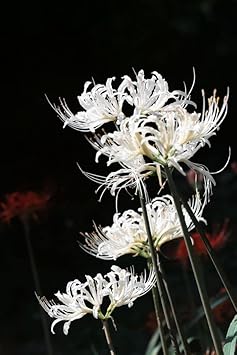 White Lycoris Flower seeds for Planting - Cut Flower Favorite, Heirloom & GMO Free Seeds for Home Garden
Sale for planting in home garden