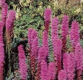 Pink Liatris Spicata Flower seeds for Planting - Perfect for Borders, Heirloom & GMO Free Seeds for Home Garden
Sale for planting in home garden