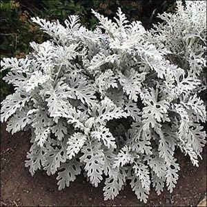 Gray Cineraria Dusty Flower seeds for Planting - Drought Tolerant, Heirloom & GMO Free Seeds for Home Garden
Sale for planting in home garden