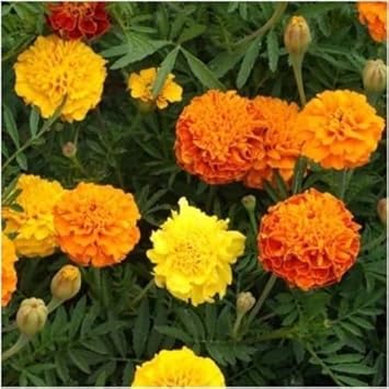 Mix Marigold Flower seeds for Planting - Fragrant Blossoms, Heirloom & GMO Free Seeds for Home Garden
Sale for planting in home garden.