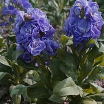 Blue Gilly Flower seeds for Planting - Drought Tolerant, Heirloom & GMO Free Seeds for Home Garden
Sale for planting in home garden.