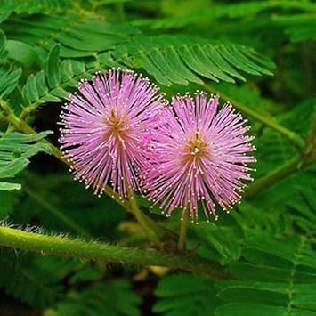 Heirloom Mimosa Flower seeds for Planting Colorful Display Heirloom & GMO Free Seeds for Home Garden
Sale for planting in home garden