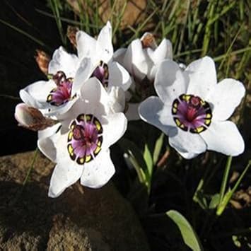 White Sparaxis Tricolor Flower seeds for Planting - Low Maintenance, Heirloom & GMO Free Seeds for Home Garden
Sale for planting in home garden.
