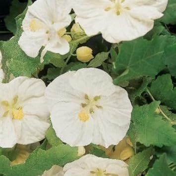 Abutilon Flower seeds for Planting - Seasonal Bloomer, Heirloom & GMO Free Seeds for Home Garden
Sale for planting in home garden.
