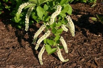 White Sweetspire Flower seeds for Planting - Sun Loving, Heirloom & GMO Free Seeds for Home Garden
Sale for planting in home garden