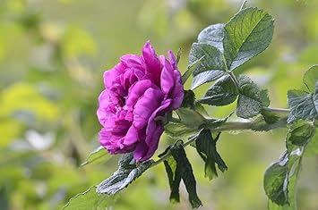 Purple Camellia Flower seeds for Planting - Colorful Display, Heirloom & GMO Free Seeds for Home Garden
Sale for planting in home garden