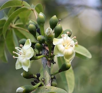 Pentandra Flower seeds for Planting - Cut Flower Favorite, Heirloom & GMO Free Seeds for Home Garden
Sale seeds for planting in home garden