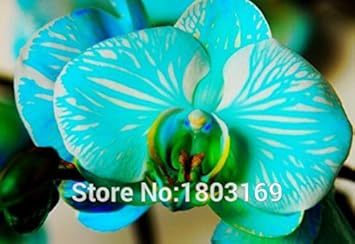 Blue Phalaenopsis Orchid Flower seeds for Planting - Sun Loving, Heirloom & GMO Free Seeds for Home Garden
Sale for planting in home garden