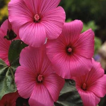 Pink Lavatera Trimestris Flower seeds for Planting - Seasonal Bloomer, Heirloom & GMO Free Seeds for Home Garden
Sale for planting in home garden.