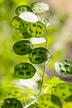 Green Lunaria Flower seeds for Planting - Premium Quality, Heirloom & GMO Free Seeds for Home Garden
Sale for planting in home garden