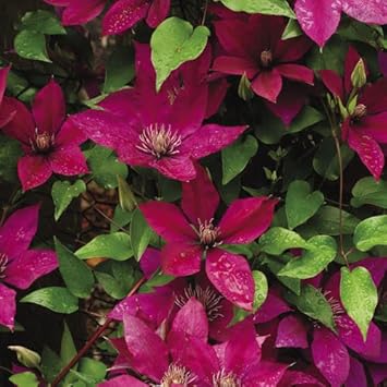 Deep Purple Clematis Flower seeds for Planting - Cottage Garden Essential, Heirloom & GMO Free Seeds for Home Garden
Sale for planting in home garden