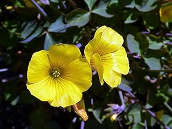 Yellow Bermuda Buttercup Flower seeds for Planting - Hardy Variety, Heirloom & GMO Free Seeds for Home Garden
Sale for planting in home garden.