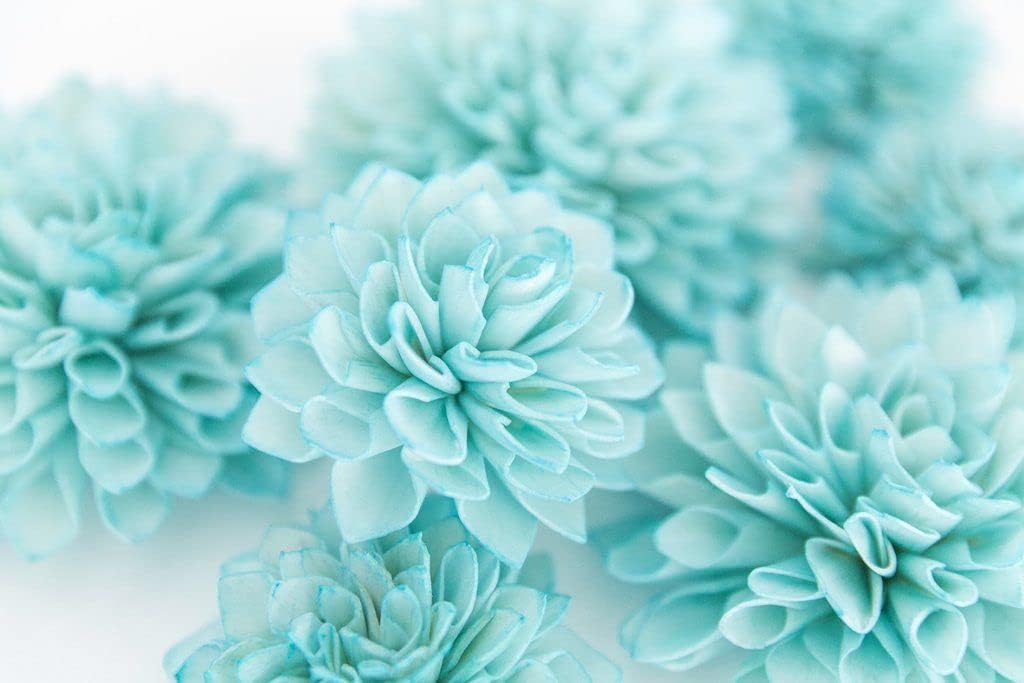 Sky Blue White Chrysanthemum Flower seeds for Planting - Wildflower Mix, Heirloom & GMO Free Seeds for Home Garden
Sale seeds for planting in home garden