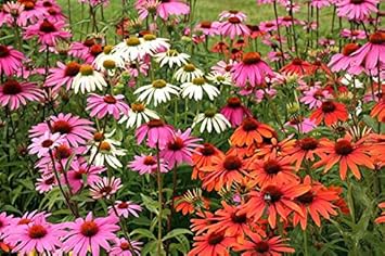 Mixed ConeFlower seeds for Planting - Low Maintenance, Heirloom & GMO Free Seeds for Home Garden
Sale for planting in home garden.