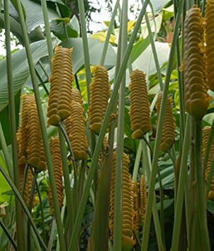 Yellow Calathea Crotalifera Flower seeds for Planting - Sun Loving, Heirloom & GMO Free Seeds for Home Garden
Sale for planting in home garden.