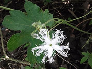 White Trichosanthes Cucumerina Flower seeds for Planting - Vibrant Colors, Heirloom & GMO Free Seeds for Home Garden
Sale for planting in home garden