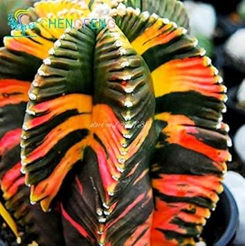 Mixed Aztekium Valdezii Flower seeds for Planting - Fragrant Blossoms, Heirloom & GMO Free Seeds for Home Garden
Sale for planting in home garden