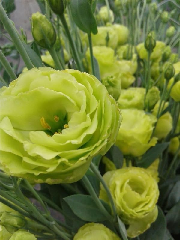 Light Green Lisianthus Flower seeds for Planting - Low Maintenance, Heirloom & GMO Free Seeds for Home Garden
Sale for planting in home garden