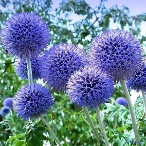 Purple Rattlesnake Flower seeds for Planting - Long Bloom Season, Heirloom & GMO Free Seeds for Home Garden
Sale for planting in home garden.