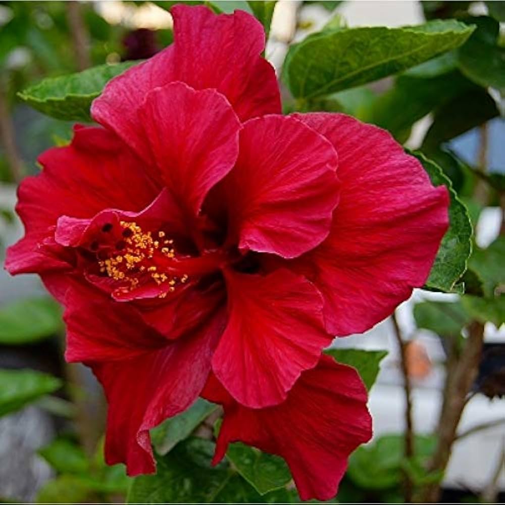 Double Red Hibiscus Flower Seeds