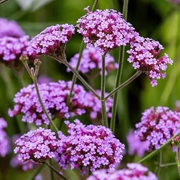 Multi-Color Verbena Flower seeds for Planting - Hardy Variety, Heirloom & GMO Free Seeds for Home Garden
Sale for planting in home garden