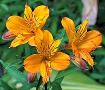 植え付け用黄色のアルストロメリアの花の種 - Vi | 今すぐオンラインで